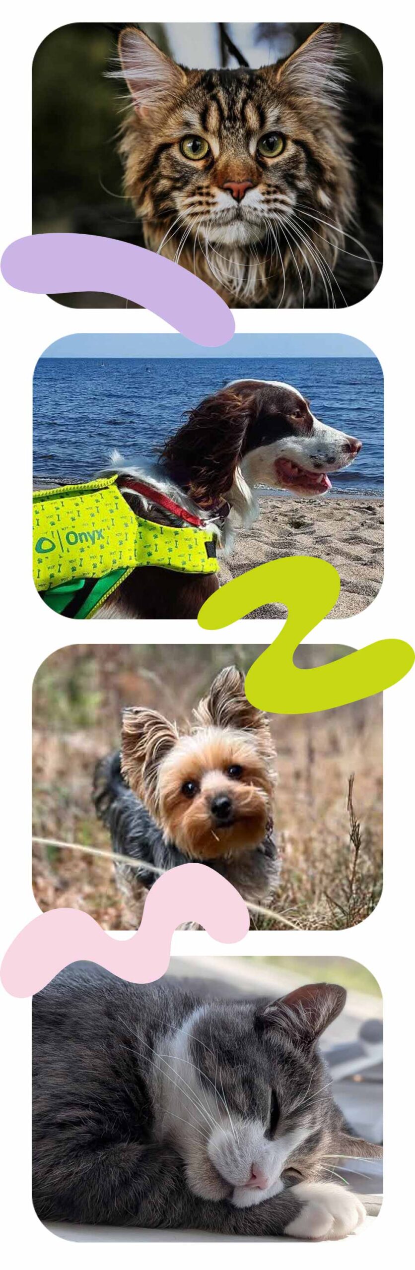 bandeau-photos-cellulaire-clinique-veterinaire-felichien-saint-felicien