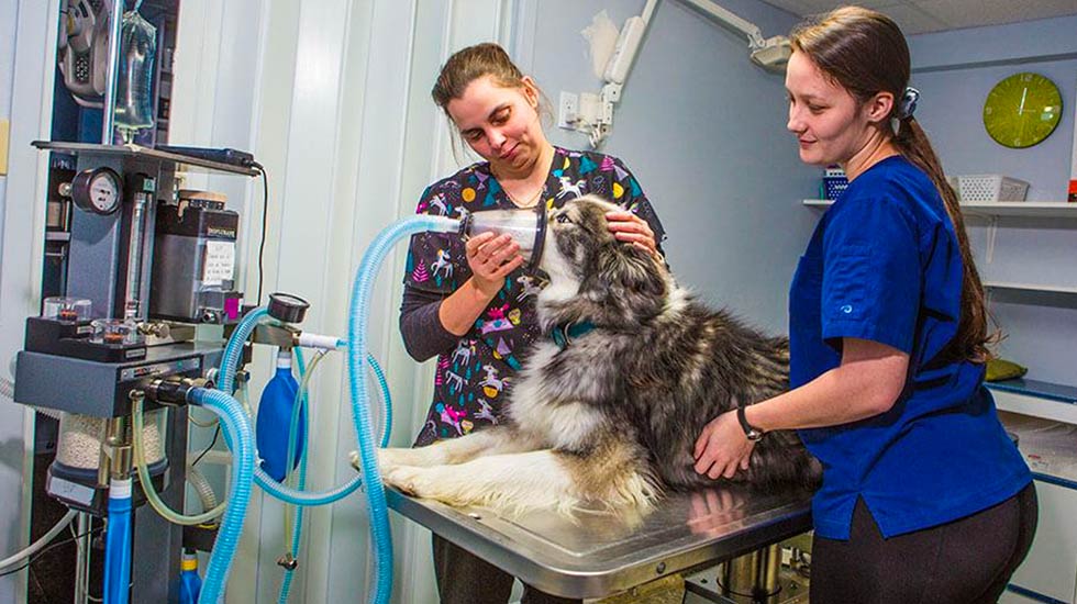chirurgie-clinique-veterinaire-felichien-saint-felicien
