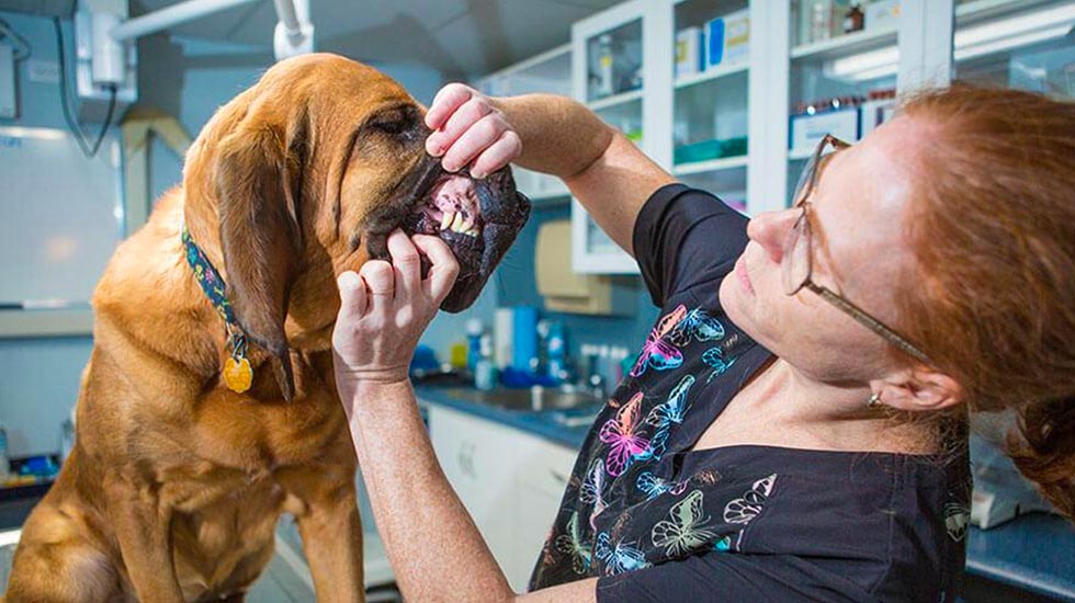 dentisterie-clinique-veterinaire-felichien-saint-felicien