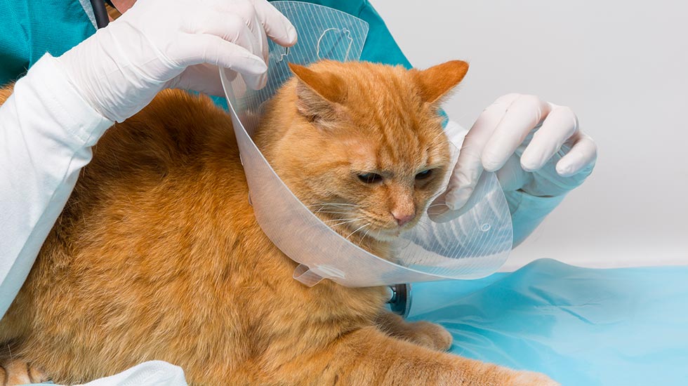 medecine-curative-chat-clinique-veterinaire-felichien-saint-felicien