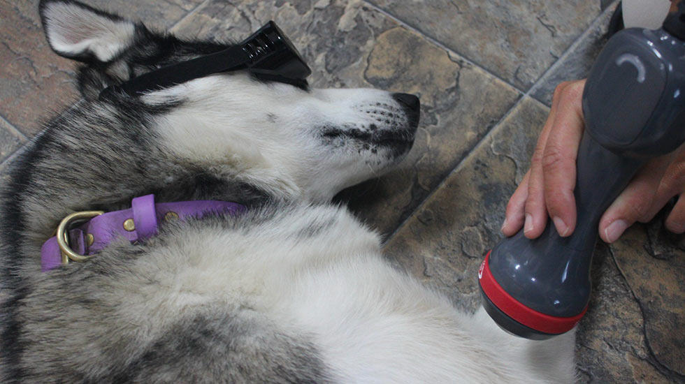medecine-curative-clinique-veterinaire-felichien-saint-felicien