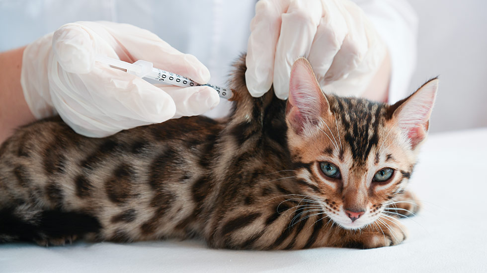 medecine-preventive-chat-clinique-veterinaire-felichien-saint-felicien