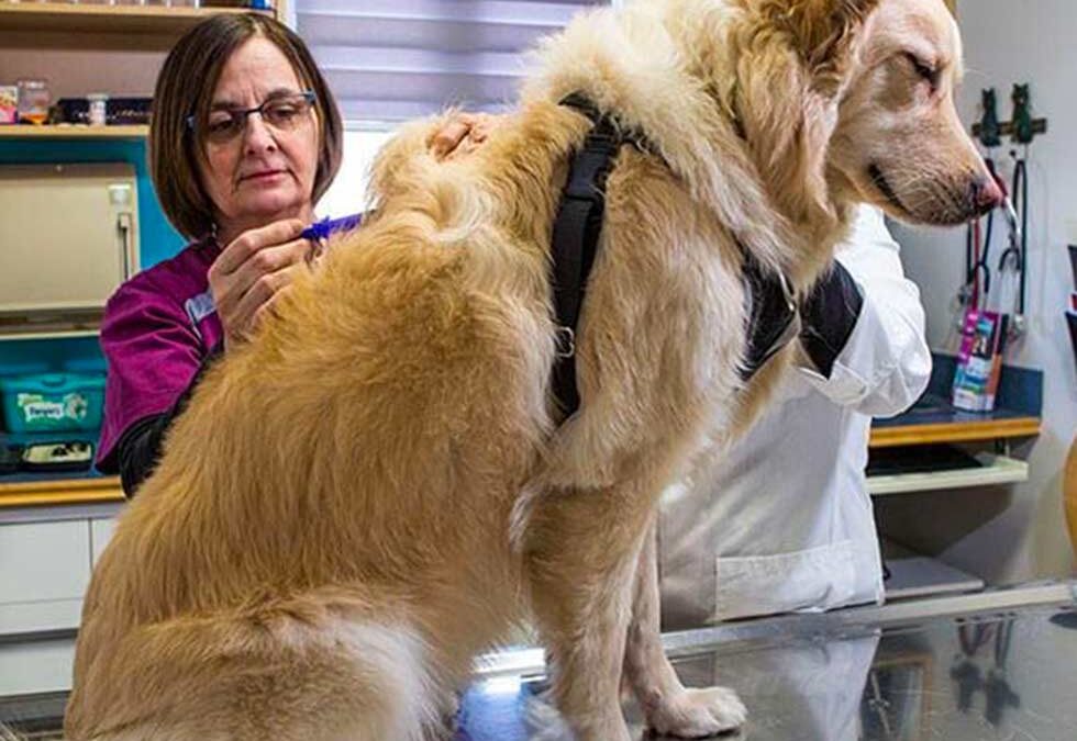 Le micropuçage des animaux : une identification qui peut faire toute la différence