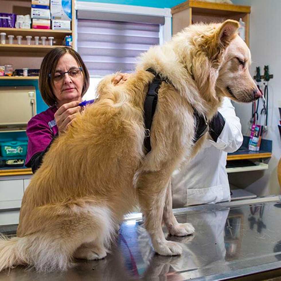 micropucage-clinique-veterinaire-felichien-saint-felicien micropucage-clinique-veterinaire-felichien-saint-felicien