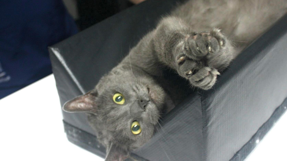 micropucage-chat-clinique-veterinaire-felichien-saint-felicien