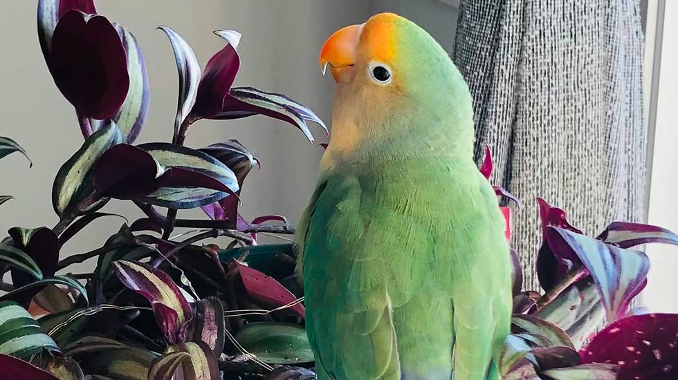 oiseau-clinique-veterinaire-felichien-saint-felicien