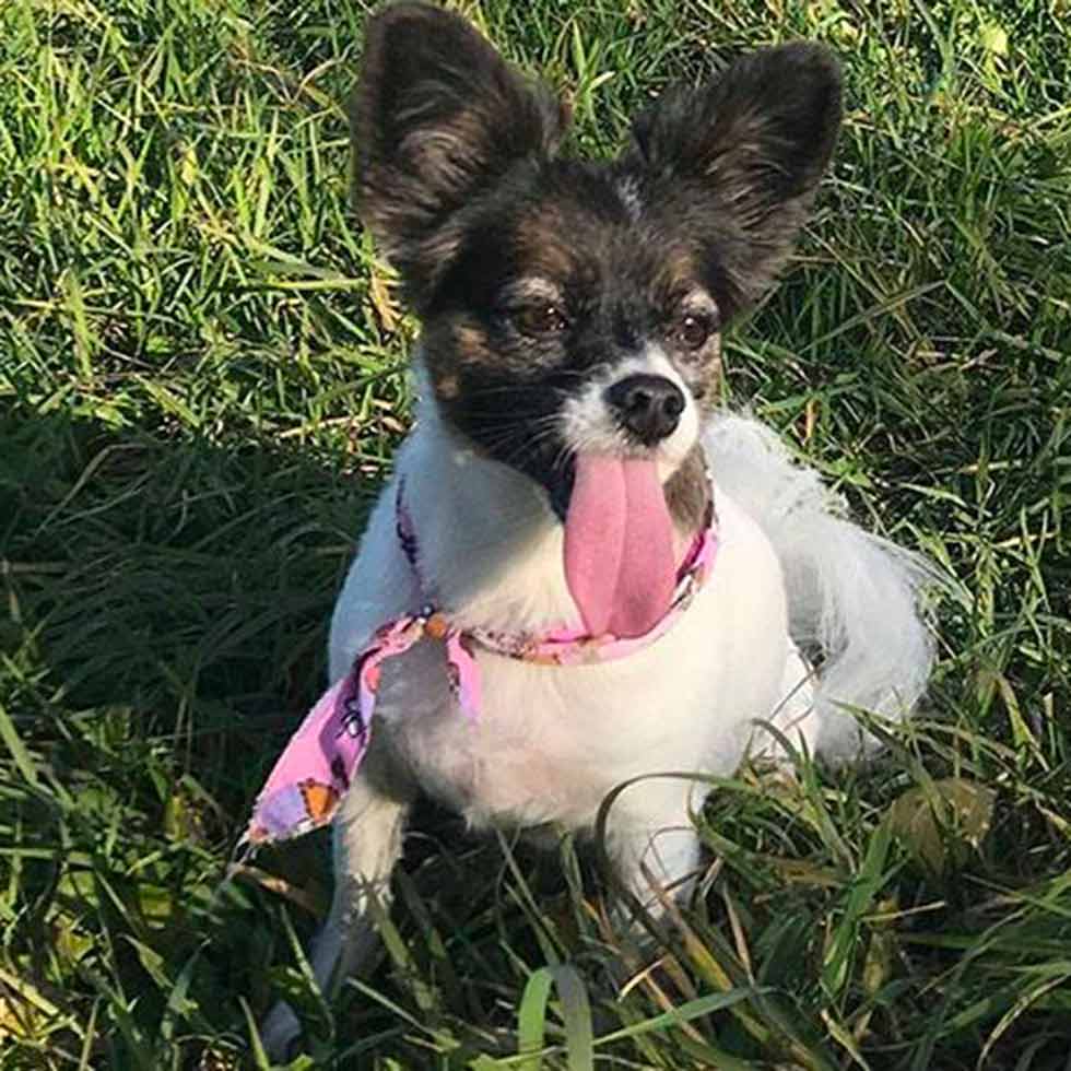 tiques-clinique-veterinaire-felichien-saint-felicien tiques-clinique-veterinaire-felichien-saint-felicien