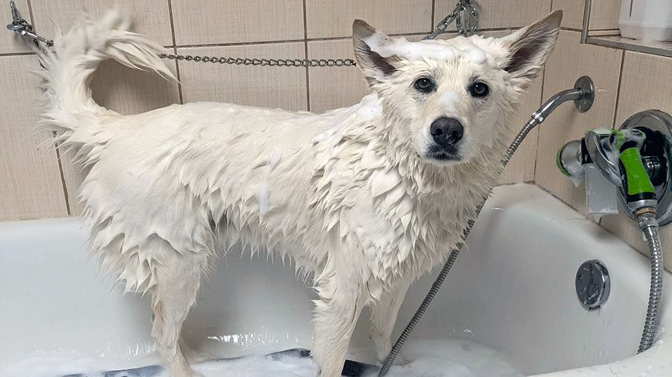toilettage-chien-clinique-veterinaire-felichien-saint-felicien